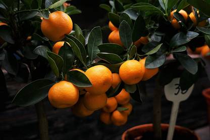 KANAYA Orange Seed