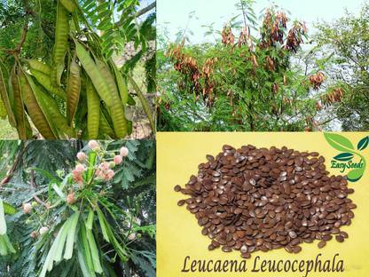 EasySeeds Subabul,Wild tamarind, Horse tamarind, White Babool, Leucaena,Safed Babool Seed
