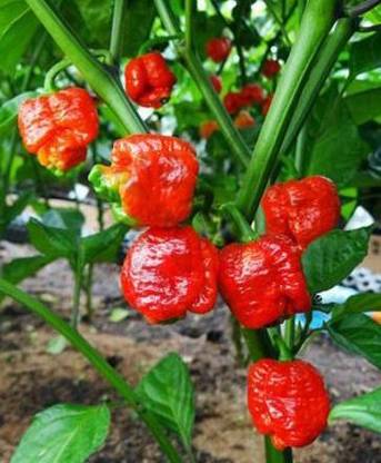 JDM Store Red chili seeds. Seed