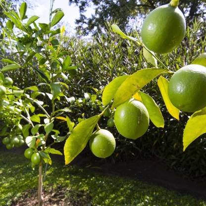 SAVE GREEN Lemon Plant