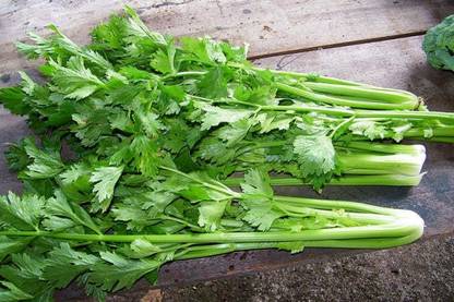 XOLDA Celery Seed