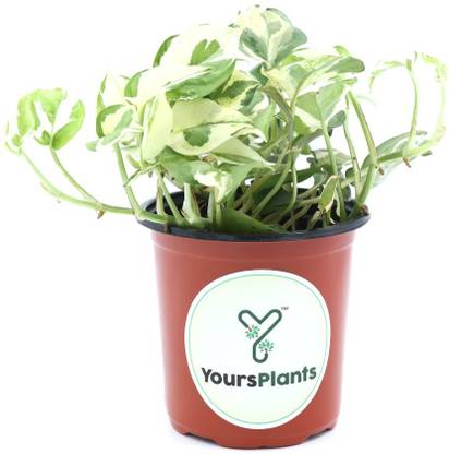 YoursPlants Money Plant  (Hybrid, Pack of 1)