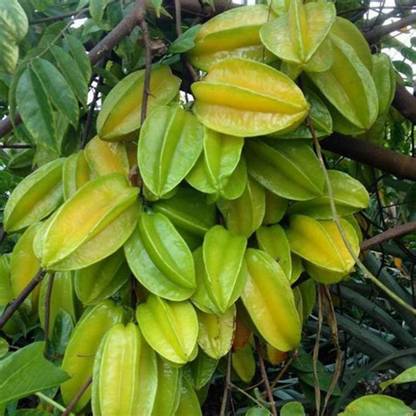 EliteGreen Star Fruit Carambola Grafted Plant