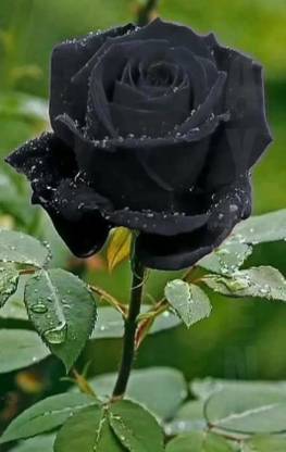 krishna gulab Rose Plant