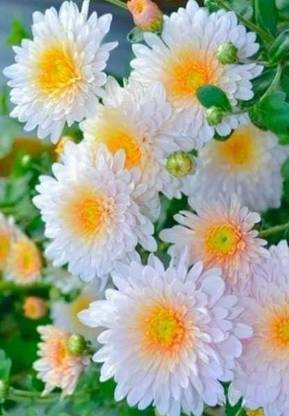 JDM Store Hardy chrysanthemums Seed