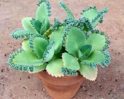 Gachwala Kalanchoe Plant