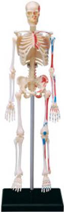 4D Master Human Skeleton Model