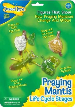 Insect Lore Praying Mantis Life Cycle Stages