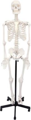 Nsaw Human Skeleton Articulated Fiber Model Without Stand -
