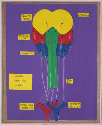 Yes Labs BRAIN BLOD FLOW WORKING MODEL