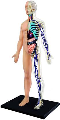 4D Master 4D Vision Half Cleared Human Anatomy Model