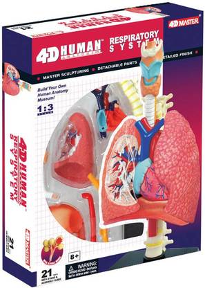 Tedco 4D Human Anatomy Respiratory System Model by Tedco Toys