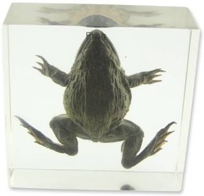 Realbug Frog Specimen