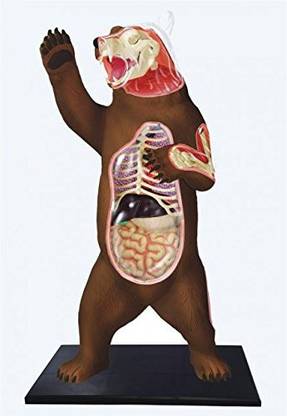 4D Master Vision Bear Anatomy Model Kit,