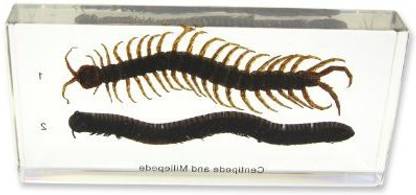 Realbug Centipede & Millipede Comparison