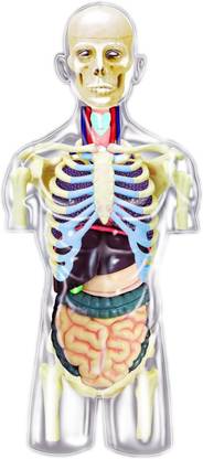 4D Master Transparent Human Anatomy Torso Model Kit, One Color