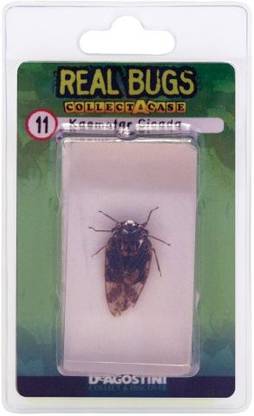Real Bugs Deagostini Kaempfer Cicada Bug