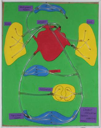 Yes Labs DOUBLE CIRCULATORY SYSTEM ( WORKING MODEL )