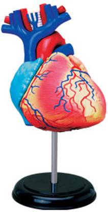 4D Master Human Heart Anatomy Model