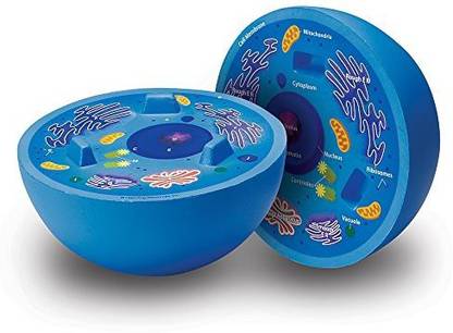 LEARNING RESOURCES Cross-Section Animal Cell Model