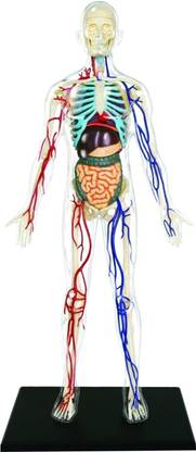 4D Master Vision Transparent Human Body Model Kit, 13"