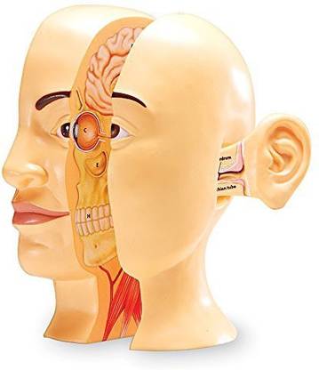 LEARNING RESOURCES Cross Section Human Head Model