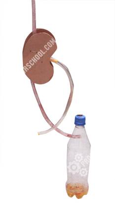 ProjectsforSchool Working model of Kidney - DIY kit for Science Projects for School