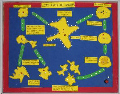 Yes Labs LIFE CYCLE OF AMOEBA ( WORKING MODEL )