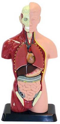 Elenco Edu-Toys Human Torso Model Kit Small