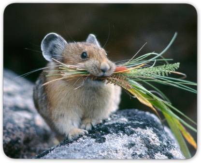 Digiclan Digiclan Cute Mouse Holding Grass Mousepad Mousepad