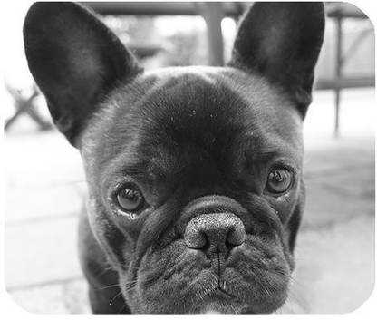 Magic Cases French Bulldog? Rectangular Mousepad