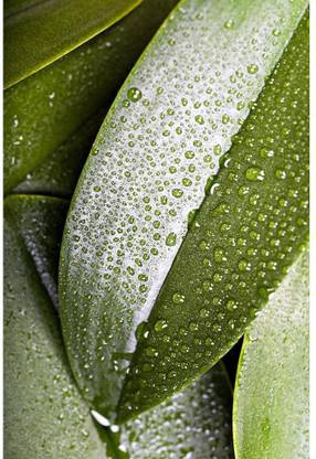 Plants With The Morning Dew Unframed Art Print Canvas Art