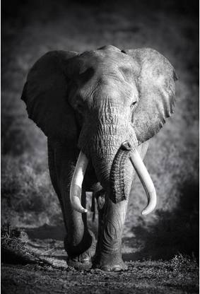 Large Elephant Premium Poster Canvas Art