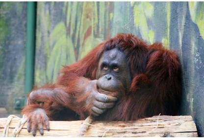 Orangutan In Thinking Position Premium Poster Canvas Art