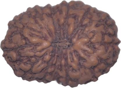 नवकार क्रेशन 14 Mukhi Rudraksha Java 16.23mm Lab Certified लकड़ी