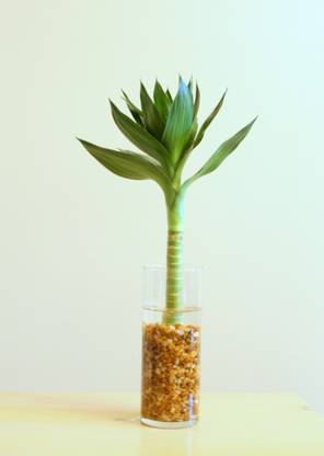 Green Plant indoor Lotus Bamboo Plant Container Set