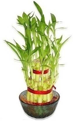 Green Plant indoor Garden Plant Container Set