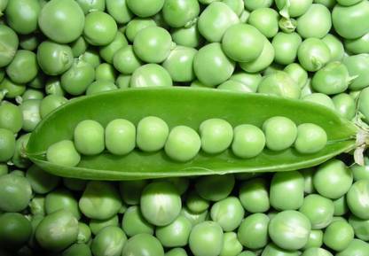 Farm Seeds Hybrid Green Peas Seed