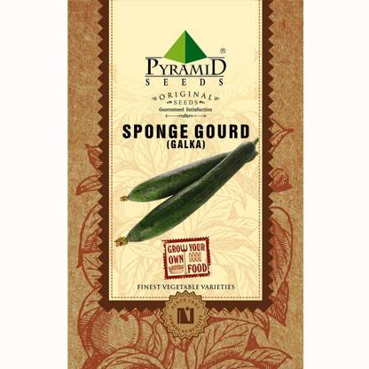 Pyramid Seeds Sponge Gourd Seed