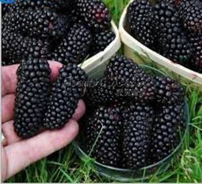 ROSEMERC BLACKBERRY FRUIT Seed