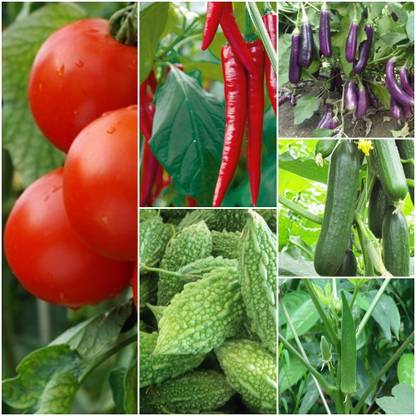 Biocarve Summer Vegetable Kit Seed