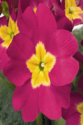 Seedlings india Imported Polyanthus Bellarosa Seed