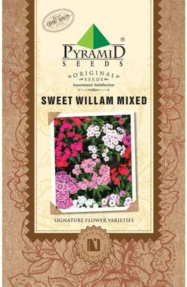 Pyramid Seeds Flower Seed