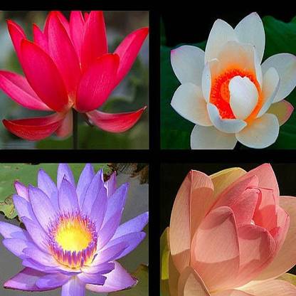 Alkarty colorful Lotus Seed