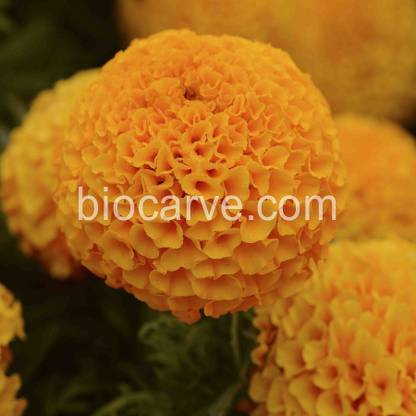 Biocarve Marigold Taishan Orange Seed