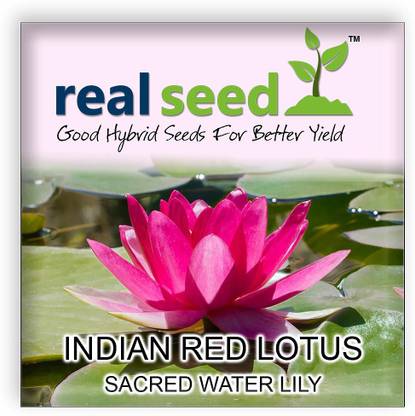 Real Seed Water Lily Seed