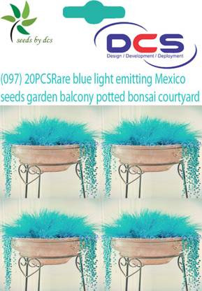 DCS Emitting Mexico Grees Seed