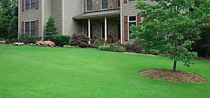 Omaxe Grass Seed