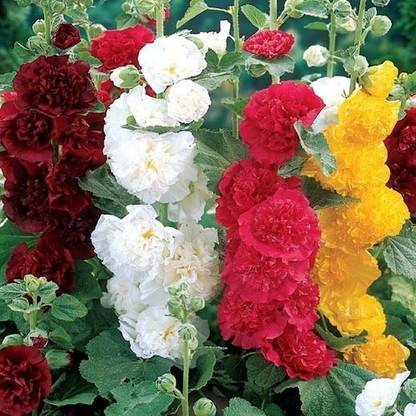 Amir Enterprises Hollyhock Seed