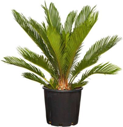 Futaba sago cycas seeds Seed